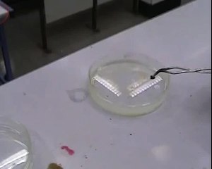 Reaktion von Lithium, Natrium und Kalium mit Wasser