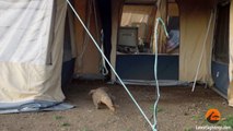 Huge Monitor Lizard Scaring Tourists In Their Tent