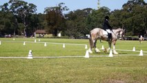 Clydesdale Dressage