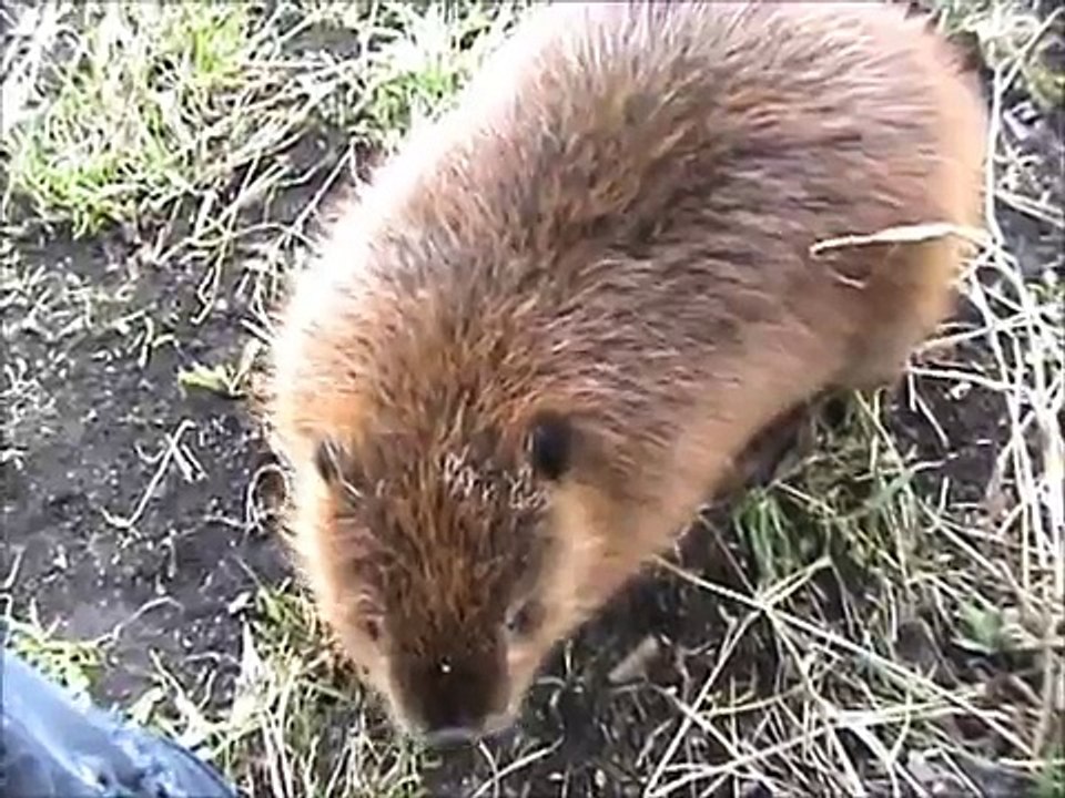 Beaver Outing