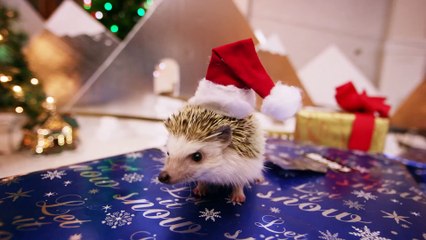 Hedgehog Christmas! In 4K!