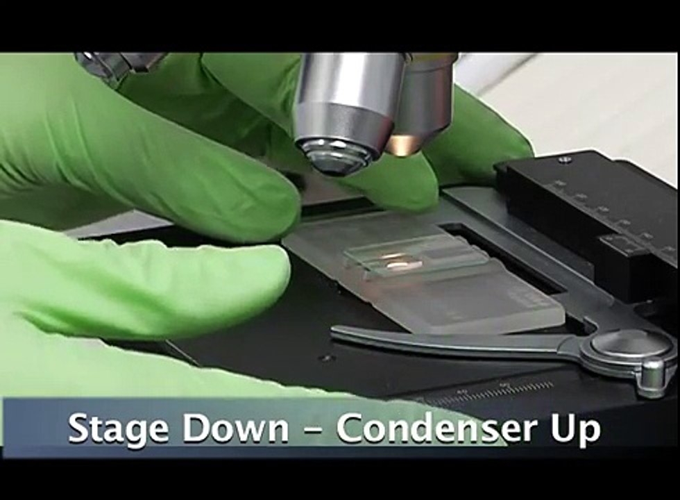 4 White Cell Count:  Microscope Check