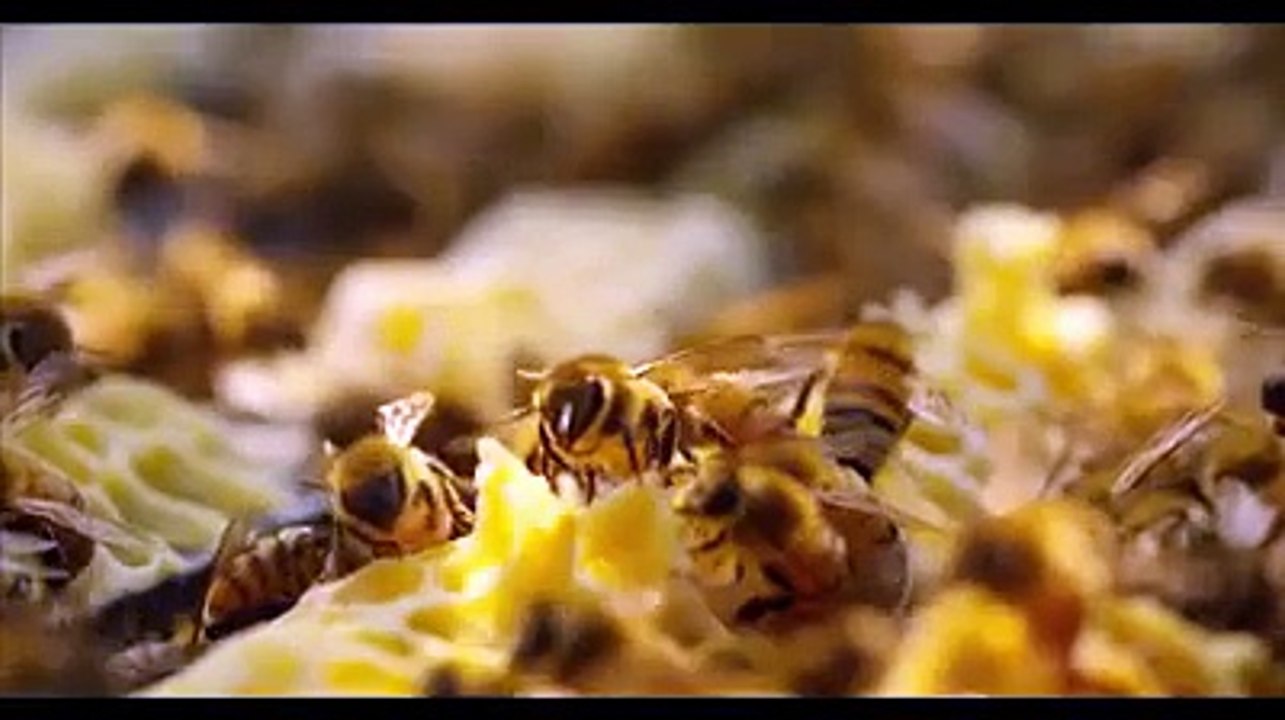The Real Nature.