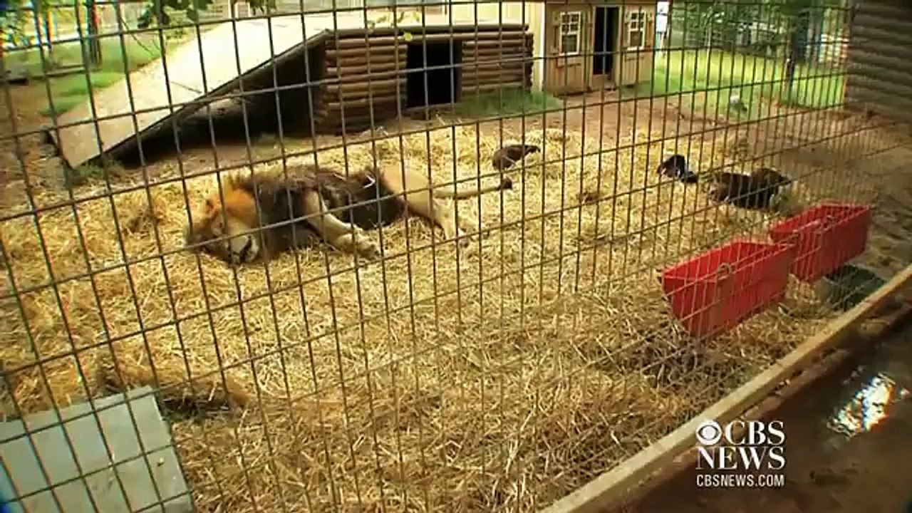 Cute animal friends : Lion and Dogs kiss , Dog's best friend a lion