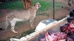 Cute Cheetah Meowing