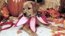 Puppy In Training TV - Ep5 - Halloween Dog Costumes and Dog Car Reviews