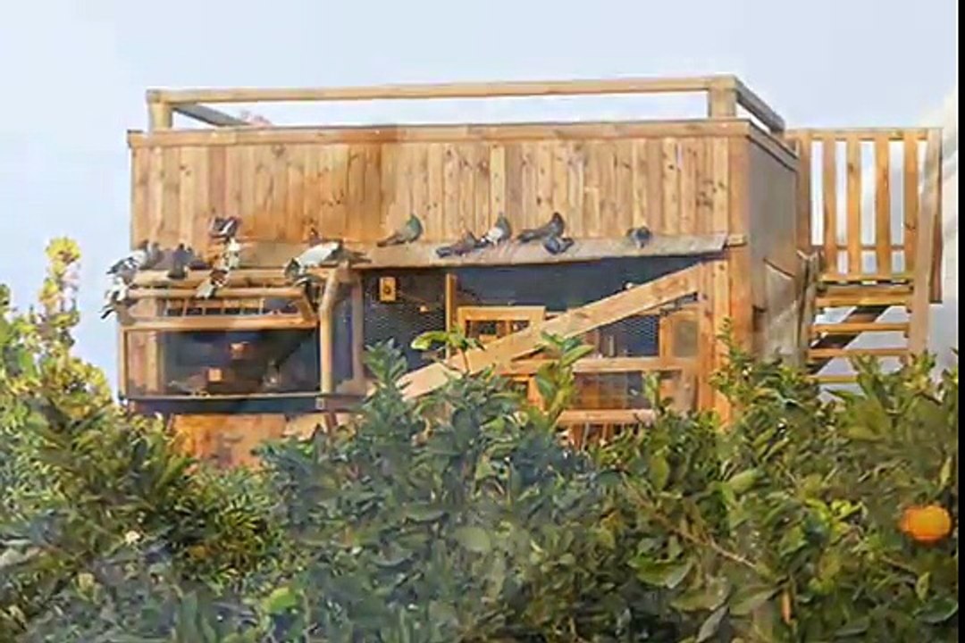 escampadissa pigeons