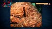 Гигантский осьминог напал на оператора / Нападения животных на людей