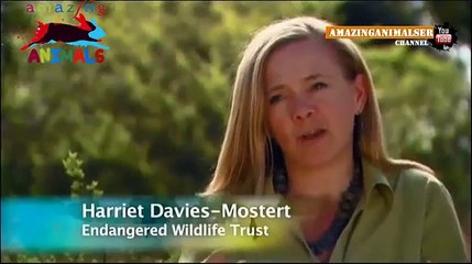 The caracal vs two jackals. Kitten vs masters of chaos / The caracal - the dearest pet