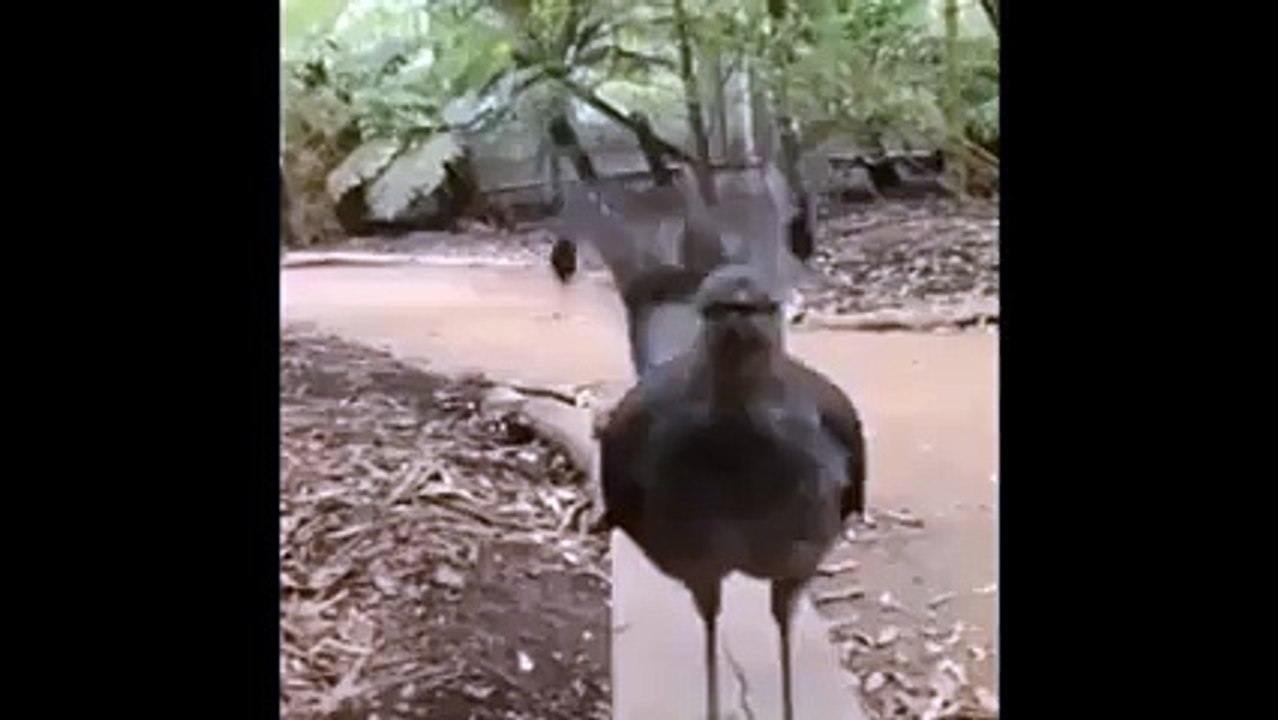 Amazing Bird