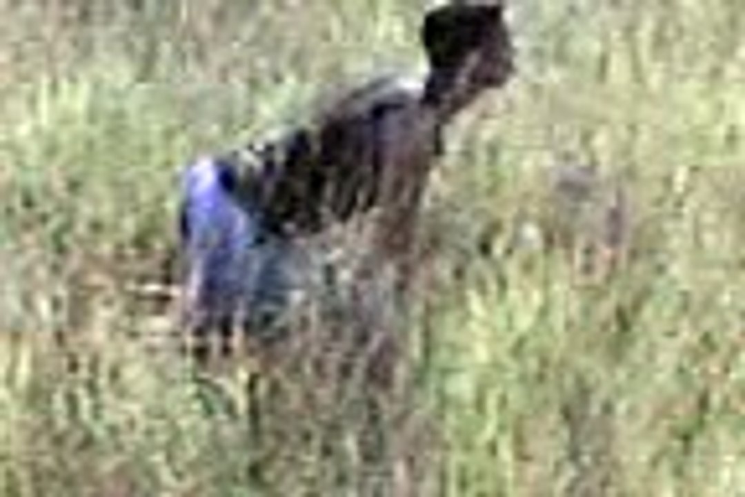 Savana Africana