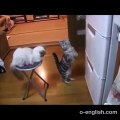 Cat Wants the Fridge Open - Funny! - Кот Просит Открыть Холодильник- Прикол!