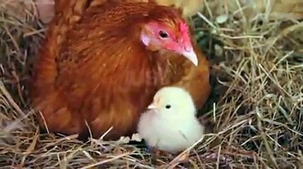 Cherished Love of Mothers ❤️