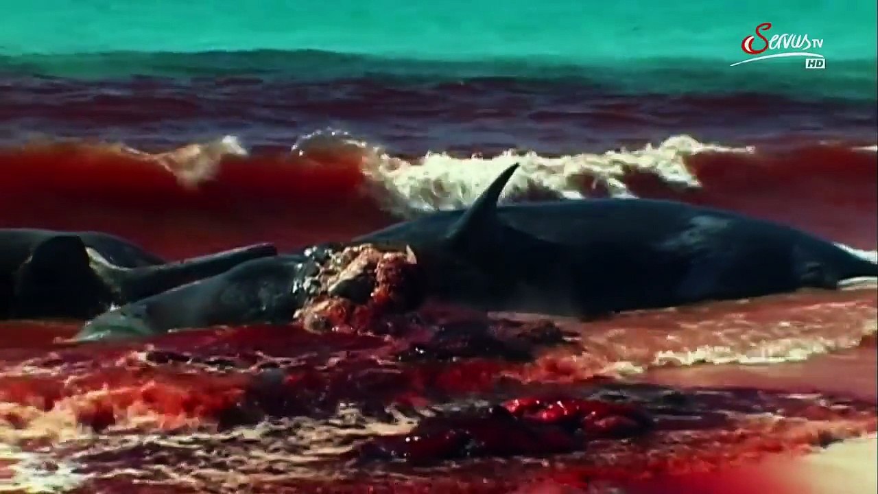 Die gef?hrlichsten Tiere im Meer