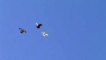 ARMENIAN & IRANIAN PIGEONS FLYING HIGH
