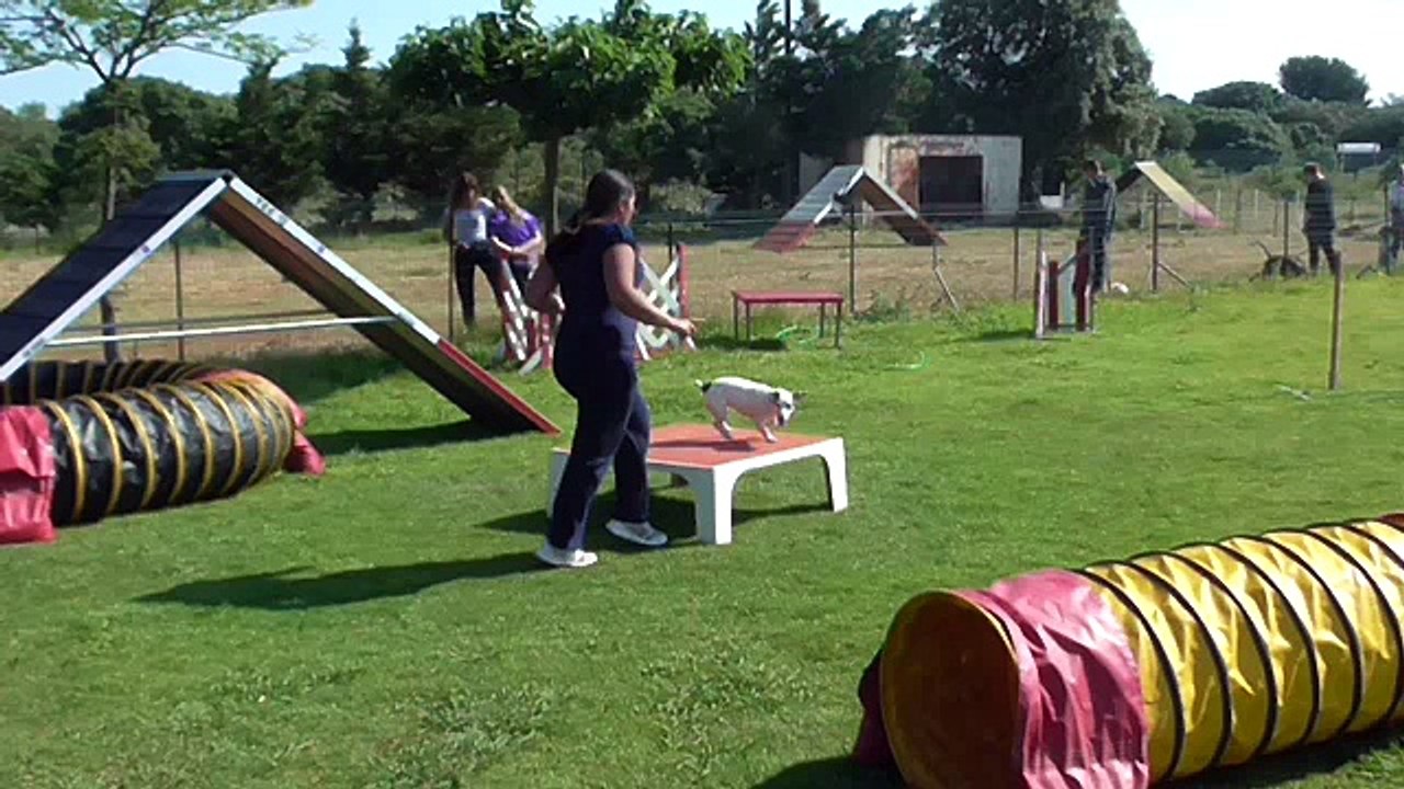Marie et HiFi, agility loisir, mai 2015