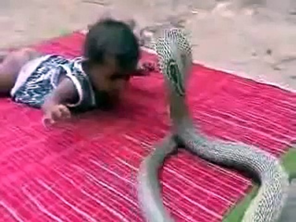 NIño vs Cobra