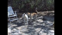 Wild born Canaan dog Matey tries to steal a bone from Digger his brother