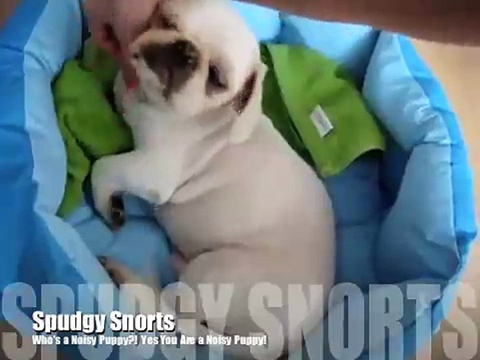 Spudgy Snorts