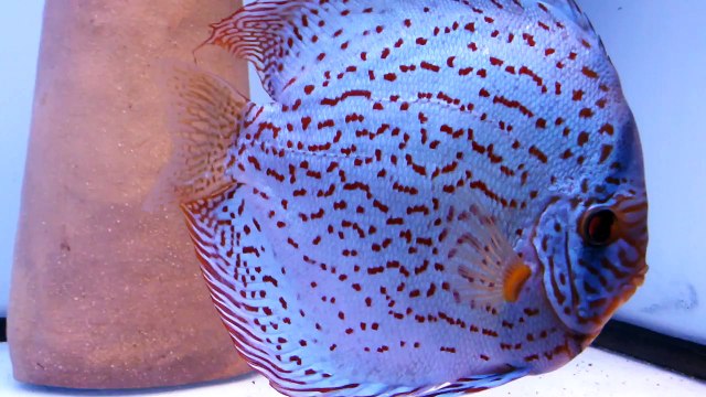 DISCUS PASSIE.nl: PIWOWARSKI Cobalt Blue Turquoise discus pair