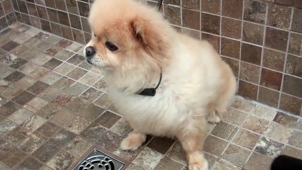 Pomsky Bosley Doesn't like the Blow drier ~ ADORABLE!!!
