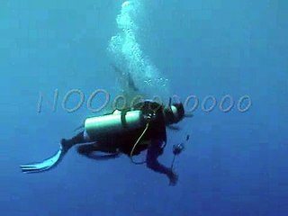Whale Shark Chasing Diver in Belize