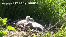 5 Cute Swan babies - First swim - Day 3 - Pascal's animals