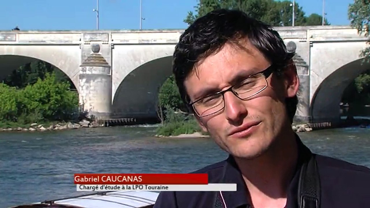 Les sternes, oiseaux rares en pleine ville