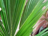 Philippine Brooms - Bonzai Coconut Trees - Philippine Lifestyle