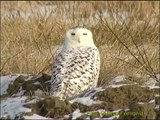 FJÄLLUGGLA Snowy Owl ( Bubo scandiacus)  Klipp - 57