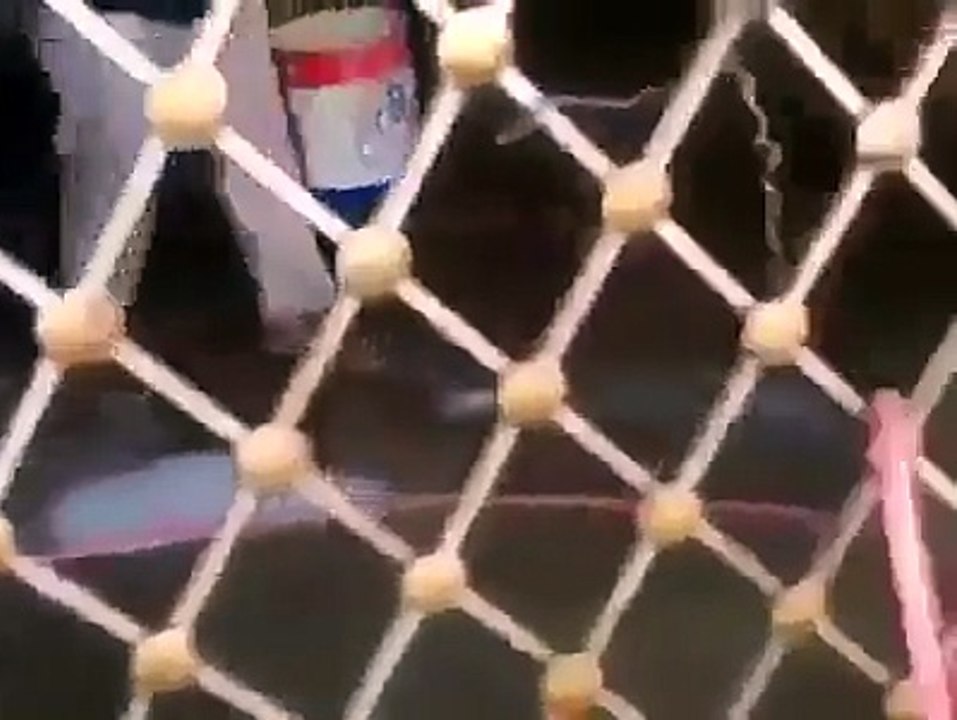 lion is bathing from a man