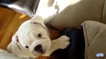 Puppies Trying to Get on Couch Compilation