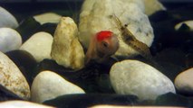 Ghost Shrimp eating Goldfish (Redcap Oranda)