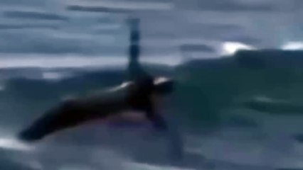 Sirena Real Grabada en Australia 2 de Enero del 2015 ✔✔