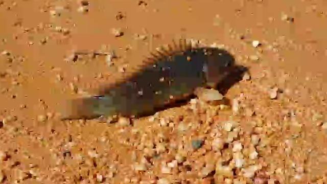 Terrifying fish walks on land, breathes air, threatens to destroy Australia