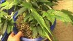 Harvesting Cannabis Seeds