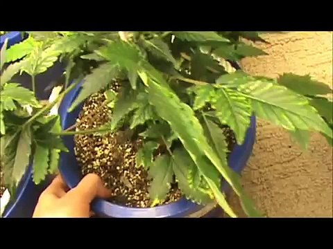 Harvesting Cannabis Seeds
