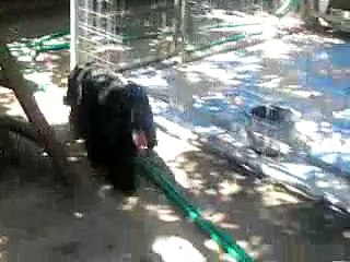 TITAN COCKER SPANIEL INGLESE ALTA GENEALOGIA CERCA ADOZIONE