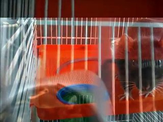 Puhka rahus kallis Rotu / Rest in peace dear Rotu