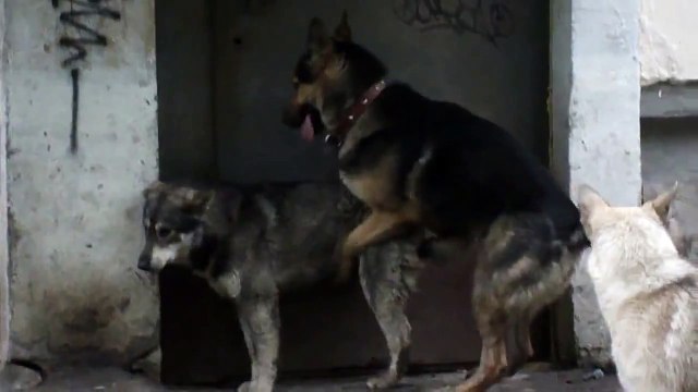 Секс у животных. Секс по собачьи. Кабели трахаются.