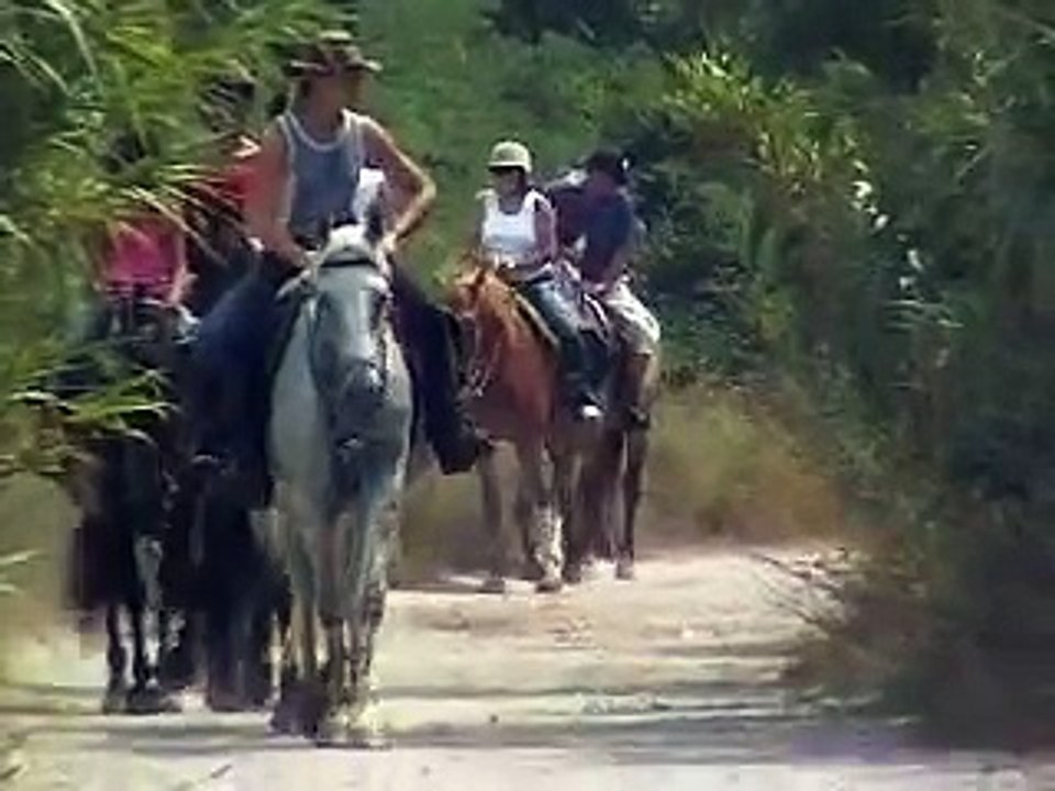 Promenade à Cheval avec baignade  près d'Argelès-Sur-Mer