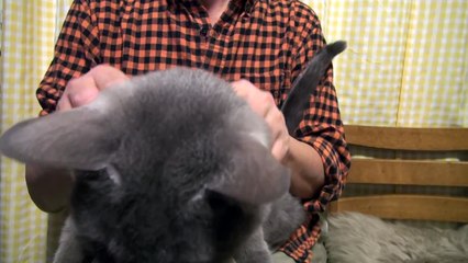 ミーミーちゃんの肩