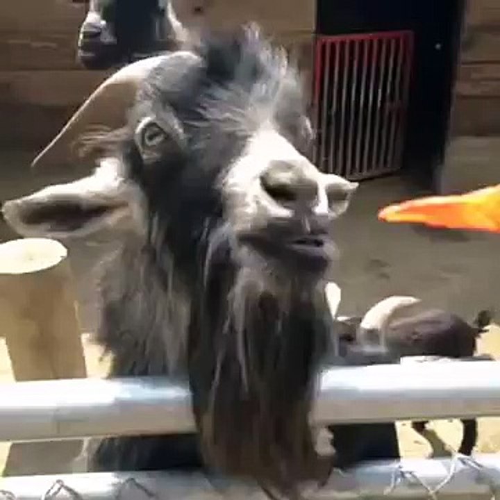 Happy Goat Eats a Lollipop