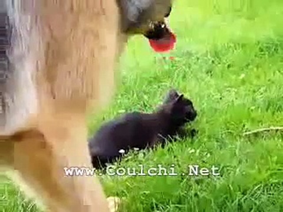 Chien Vs Chat marrant drole