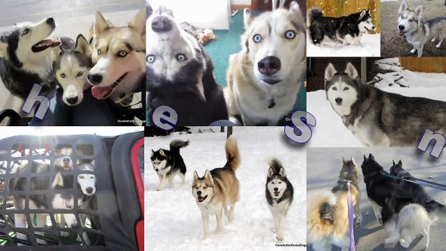 Dog Dreaming What do you think Dogs Dream About?