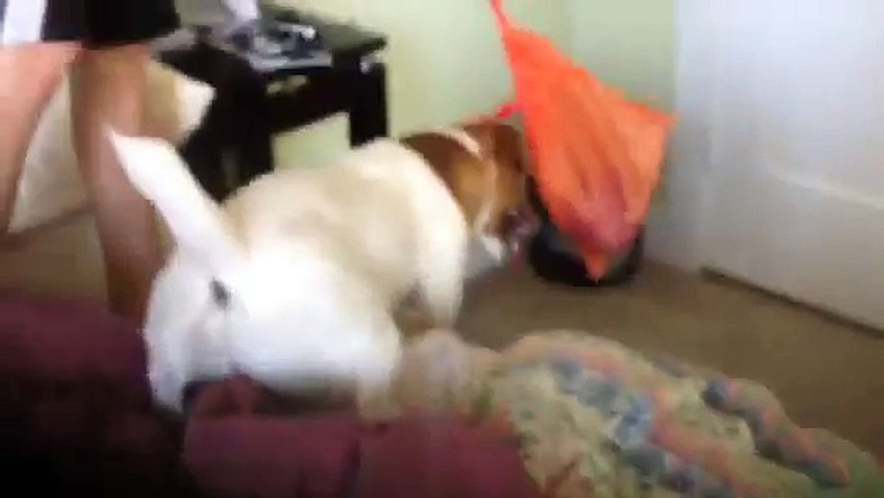 Funny dog video