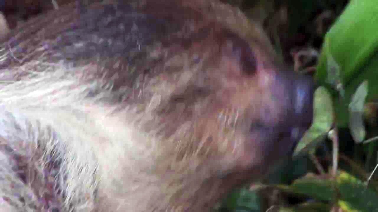 Linne's Two-Toed Sloth