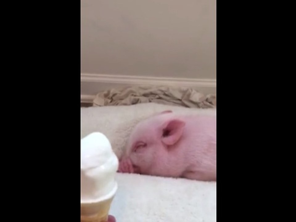Mini Pig eats ice cream for the first time