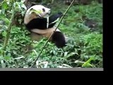 Pandas play fighting - パンダの戦い（中国臥龍）