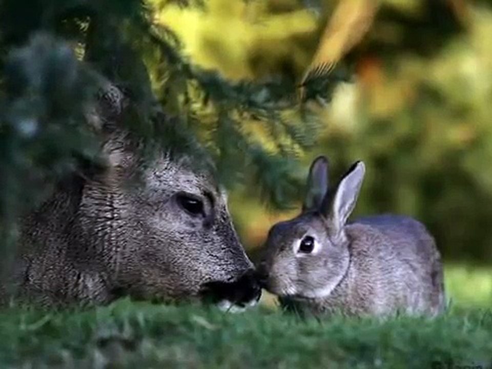 Deer and Rabbit in Love
